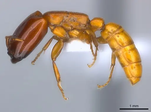 Dorylus conradti specimen CASENT0217155 image casent0217155_3