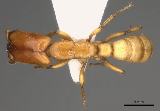 Dorylus conradti specimen CASENT0217464 image casent0217464_1