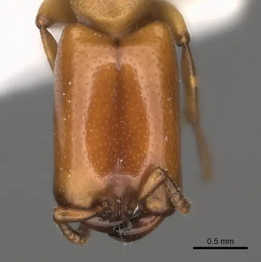 Dorylus conradti specimen CASENT0217464 image casent0217464_2