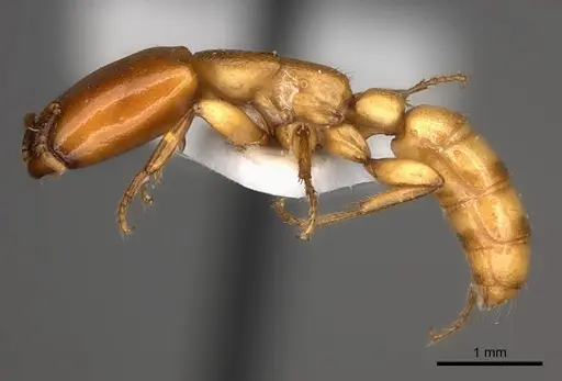Dorylus conradti specimen CASENT0217464 image casent0217464_3