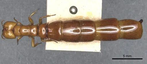 Dorylus conradti specimen CASENT0903712 image casent0903712_1