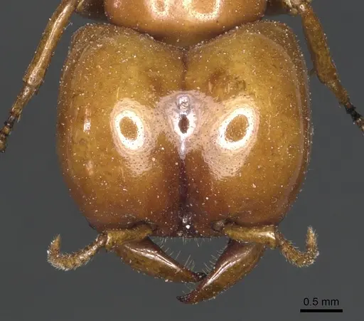 Dorylus conradti specimen CASENT0903712 image casent0903712_2
