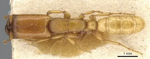 Dorylus conradti specimen CASENT0903713 image casent0903713_1