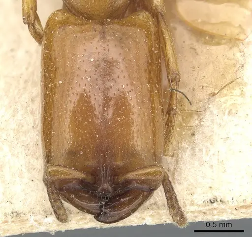 Dorylus conradti specimen CASENT0903713 image casent0903713_2