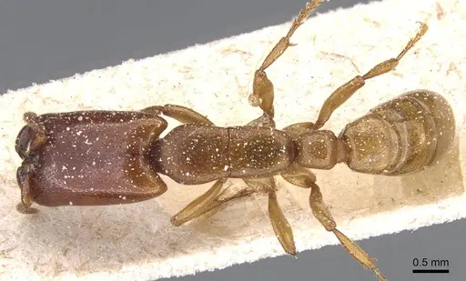 Dorylus conradti specimen CASENT0911279 image casent0911279_1