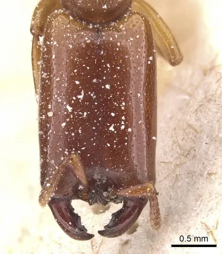 Dorylus conradti specimen CASENT0911279 image casent0911279_2