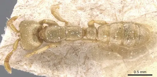 Dorylus conradti specimen CASENT0911280 image casent0911280_1