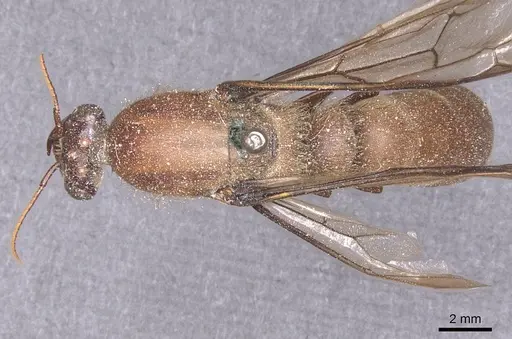 Dorylus depilis specimen CASENT0911337 image casent0911337_1