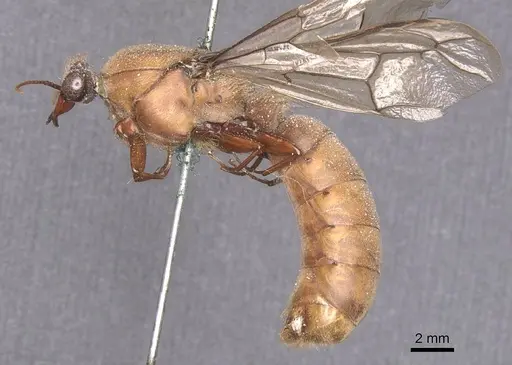 Dorylus depilis specimen CASENT0911337 image casent0911337_3