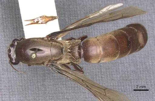 Dorylus depilis specimen RMCAENT000017704 image rmcaent000017704_1
