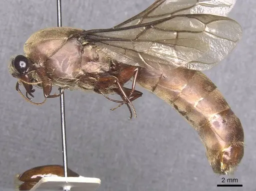 Dorylus depilis specimen RMCAENT000017704 image rmcaent000017704_3