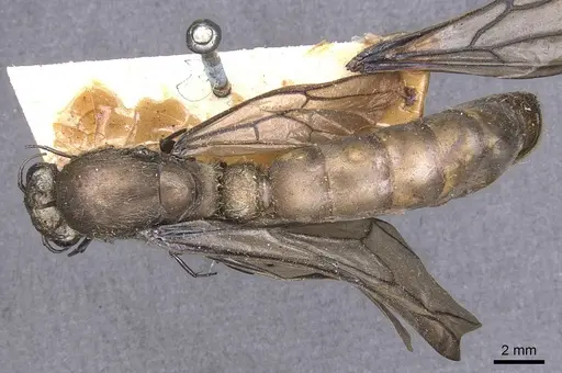 Dorylus diadema specimen CASENT0905932 image casent0905932_1