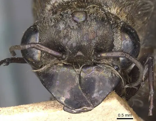 Dorylus diadema specimen CASENT0905932 image casent0905932_2