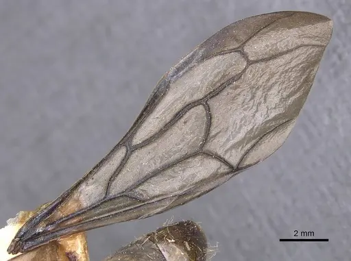 Dorylus diadema specimen CASENT0905932 image casent0905932_4