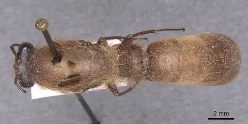 Dorylus distinctus specimen CASENT0911327 image casent0911327_1