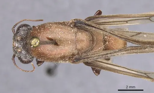 Dorylus distinctus specimen CASENT0915342 image casent0915342_1
