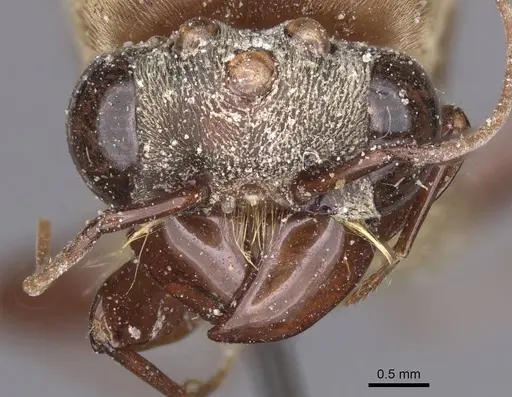 Dorylus distinctus specimen CASENT0915342 image casent0915342_2