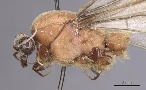 Dorylus distinctus specimen CASENT0915342 image casent0915342_3