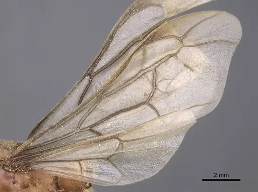 Dorylus distinctus specimen CASENT0915342 image casent0915342_4