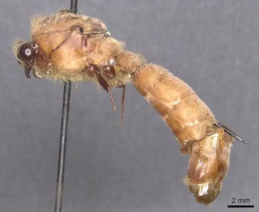 Dorylus ductor specimen CASENT0911281 image casent0911281_3