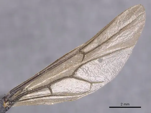 Dorylus ductor specimen CASENT0911281 image casent0911281_4