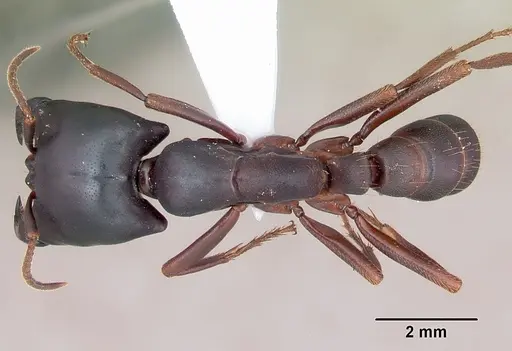 Dorylus emeryi specimen CASENT0103320 image casent0103320_1