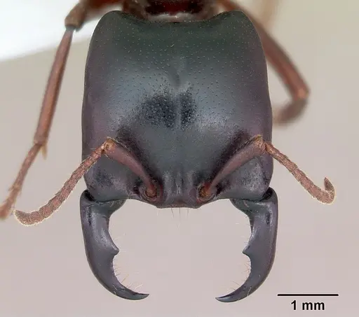 Dorylus emeryi specimen CASENT0103320 image casent0103320_2