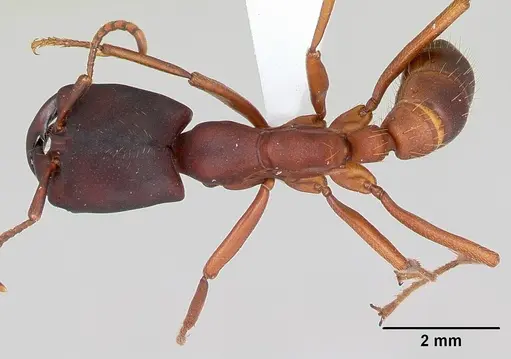 Dorylus emeryi specimen CASENT0172644 image casent0172644_1