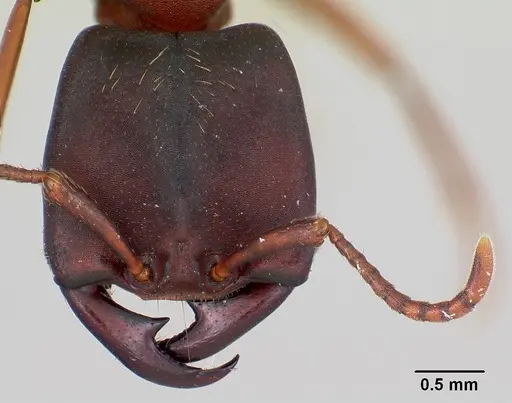 Dorylus emeryi specimen CASENT0172644 image casent0172644_2