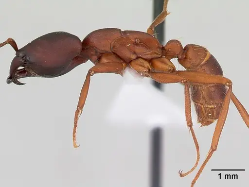 Dorylus emeryi specimen CASENT0172644 image casent0172644_3