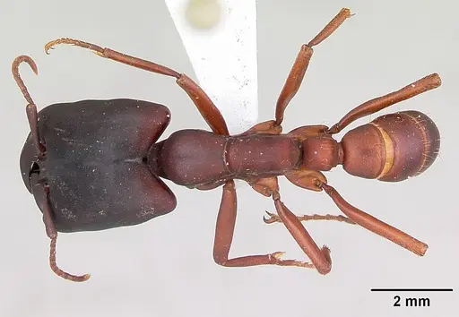 Dorylus emeryi specimen CASENT0172645 image casent0172645_1