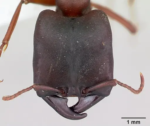 Dorylus emeryi specimen CASENT0172645 image casent0172645_2