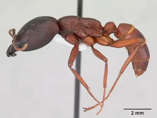 Dorylus emeryi specimen CASENT0172645 image casent0172645_3