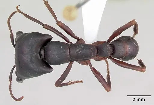 Dorylus emeryi specimen CASENT0172655 image casent0172655_1