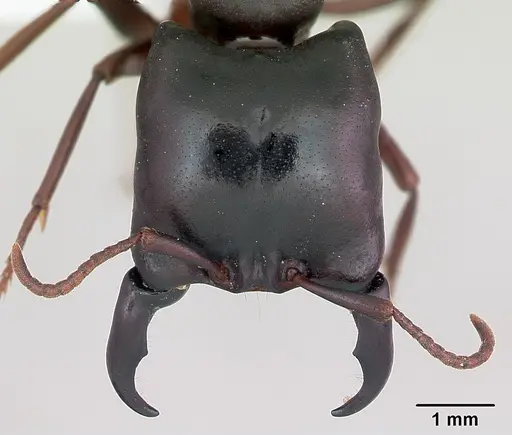 Dorylus emeryi specimen CASENT0172655 image casent0172655_2