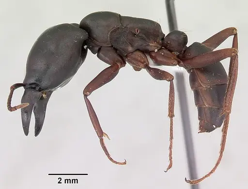 Dorylus emeryi specimen CASENT0172655 image casent0172655_3