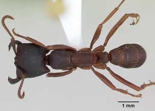Dorylus emeryi specimen CASENT0172656 image casent0172656_1