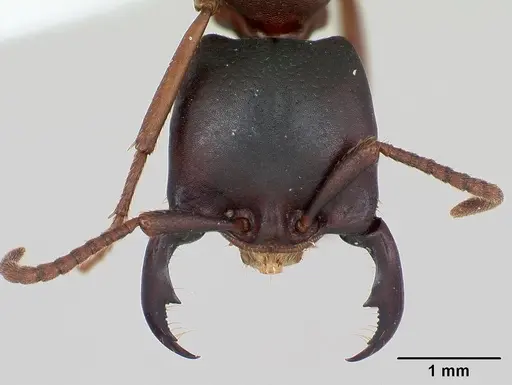 Dorylus emeryi specimen CASENT0172656 image casent0172656_2