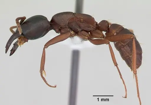 Dorylus emeryi specimen CASENT0172656 image casent0172656_3