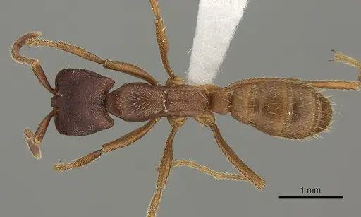 Dorylus emeryi specimen CASENT0235165 image casent0235165_1