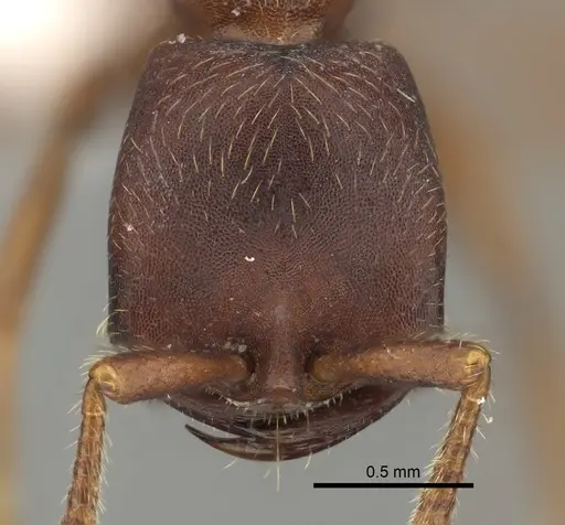 Dorylus emeryi specimen CASENT0235165 image casent0235165_2