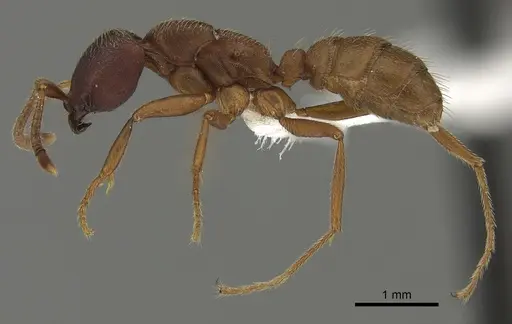 Dorylus emeryi specimen CASENT0235165 image casent0235165_3