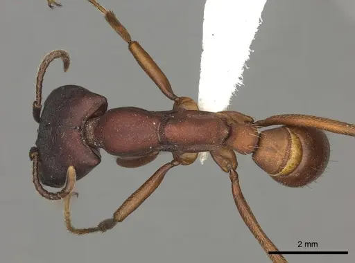 Dorylus emeryi specimen CASENT0235166 image casent0235166_1