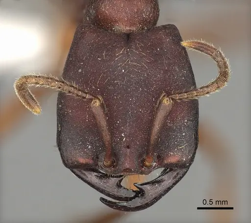Dorylus emeryi specimen CASENT0235166 image casent0235166_2