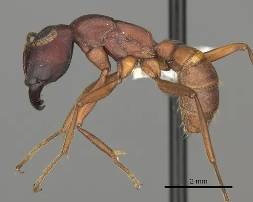 Dorylus emeryi specimen CASENT0235166 image casent0235166_3