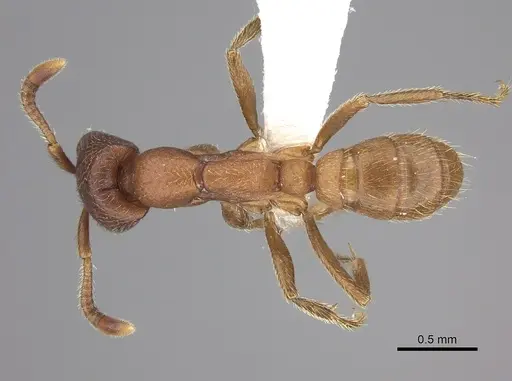Dorylus emeryi specimen CASENT0235167 image casent0235167_1