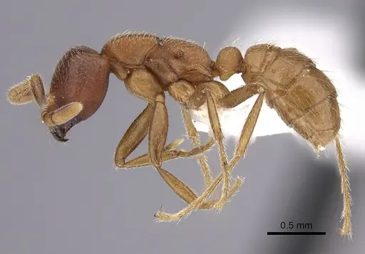 Dorylus emeryi specimen CASENT0235167 image casent0235167_3