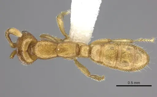 Dorylus emeryi specimen CASENT0235168 image casent0235168_1