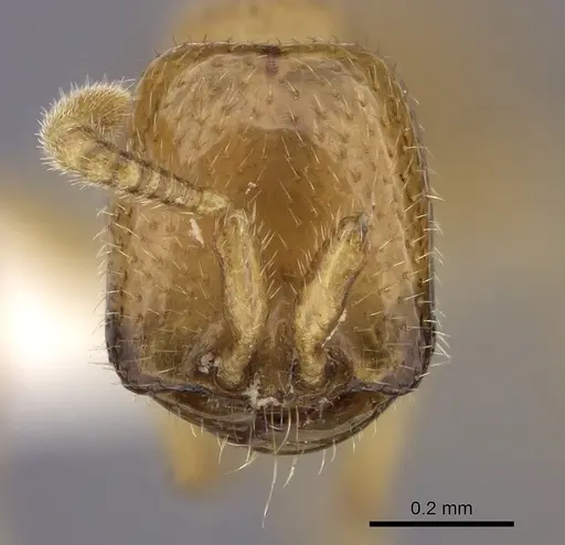 Dorylus emeryi specimen CASENT0235168 image casent0235168_2