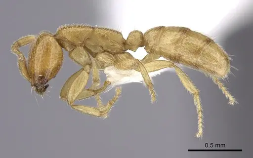 Dorylus emeryi specimen CASENT0235168 image casent0235168_3